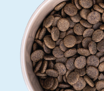 Understanding Meat Meal in Dog Food: A Sunny's Dog Food Guide