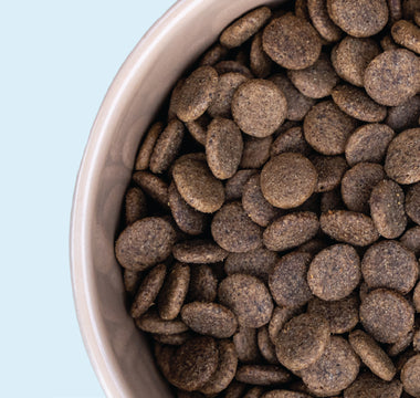 Understanding Meat Meal in Dog Food: A Sunny's Dog Food Guide